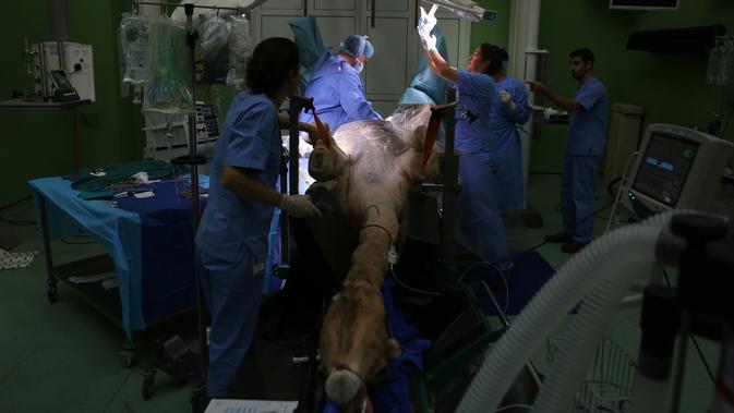 Dokter hewan melakukan operasi terhadap seekor unta di rumah sakit khusus unta di Dubai, Uni Emirat Arab. Peralatan medis di tempat ini dibuat khusus agar bisa digunakan untuk merawat hewan-hewan padang pasir itu. (PATRICK BAZ/DUBAI MEDIA OFFICE/AFP)