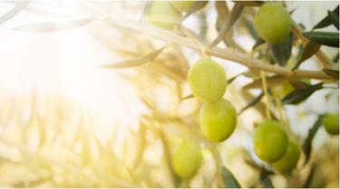 Gambar Bunga Zaitun - Gambar Ngetrend dan VIRAL