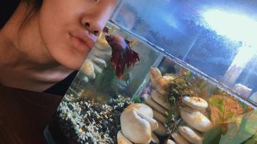 10 Potret Artis Pelihara Ikan Cupang News Entertainment Fimela Com