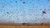 Serangan jutaan belalang di Afrika yang habiskan makanan (Sumber: Twitter/FAOKnowledge)