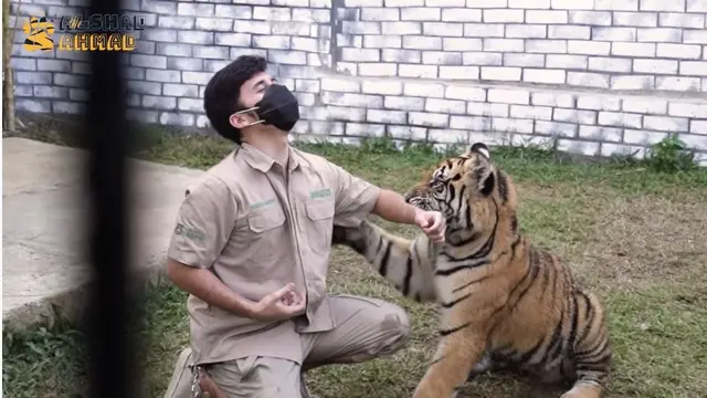 7 Potret Alshad Ahmad Masuk Kandang Harimau Siberia, Penuh Luka Cakar dan Gigitan