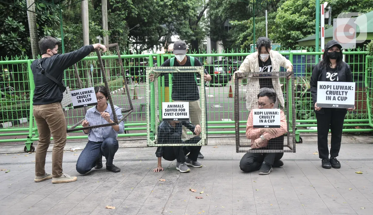 Aktivis People for the Ethical Treatment of Animals (PETA) mengurung diri di dalam kandang saat aksi teatrikal mengecam eksploitasi luwak untuk kepentingan produksi kopi di depan Kantor Kementerian Lingkungan Hidup dan Kehutanan (KLHK), Jakarta, Rabu (25/1/2023). Investigasi PETA mengungkapkan luwak di Indonesia ditangkap dari habitat alami dan dikurung di dalam kandang sempit dan hampir tidak diberi makan apapun kecuali buah kopi yang menyebabkan hewan tersebut berpilaku stereotipikal atau stres. (merdeka.com/Iqbal S Nugroho)
