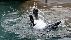 Seekor penguin Afrika  diajari cara berenang di habitat penguin di National Aviary, Pittsburgh, 12 April 2018. Hewan akuatik yang menetas di kandang burung pada bulan Desember 2017 itu baru saja diperkenalkan ke air. (AP Photo/Keith Srakocic)