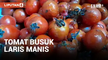 Harga Tomat Mahal, Warga Pilih Tomat Busuk