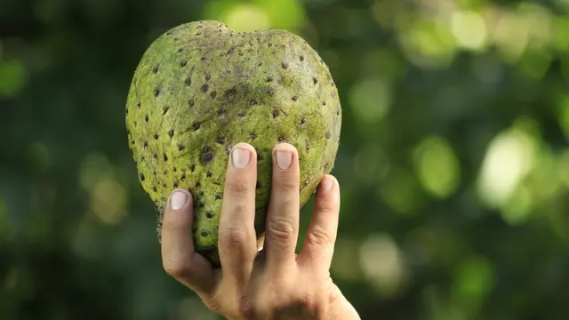 Meningkatkan Kekebalan Tubuh