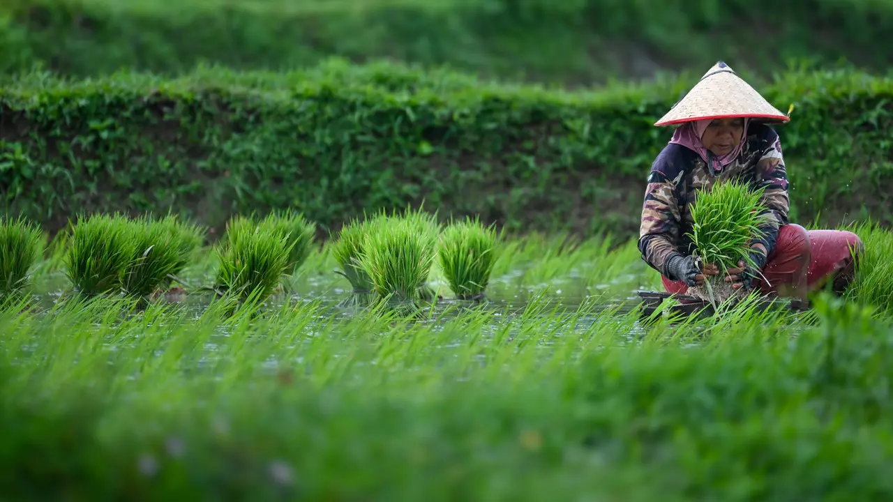 32 Juta Ton Beras, Target Produksi Padi Nasional di 2025