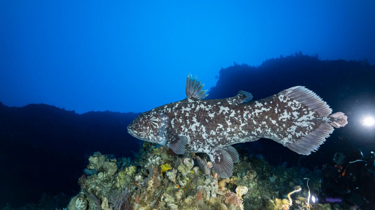 ‘Ikan Dinosaurus’ yang Diduga Telah Punah Muncul Lagi di Laut Indonesia