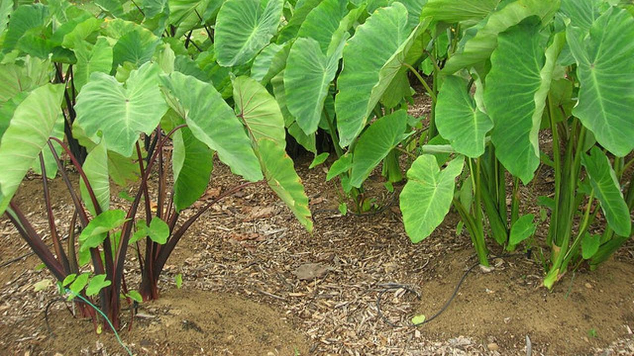 7 Jenis Tanaman Kebun Mini yang Sebaiknya Tidak Ditanam Dekat Rumah