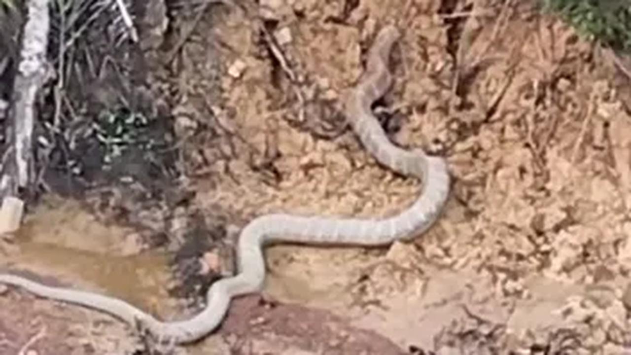 "King Kobra terbesar nih. King Kobra kalimantan," kata pria yang disinyalir sebagai perekam video tersebut.