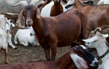 Dampak Stres pada Kambing dan Sapi terhadap Kualitas Daging