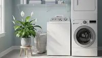 13 Tanaman Penyerap Bau untuk Area Laundry, Bikin Ruangan Lebih Segar dan Sehat