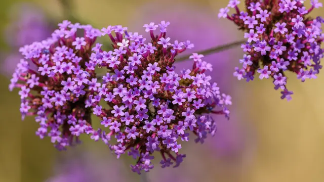 Verbena Tanaman Hias Berbunga Warna Ungu