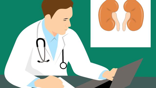 ilustrasi ginjal Image by mohamed Hassan from Pixabay.