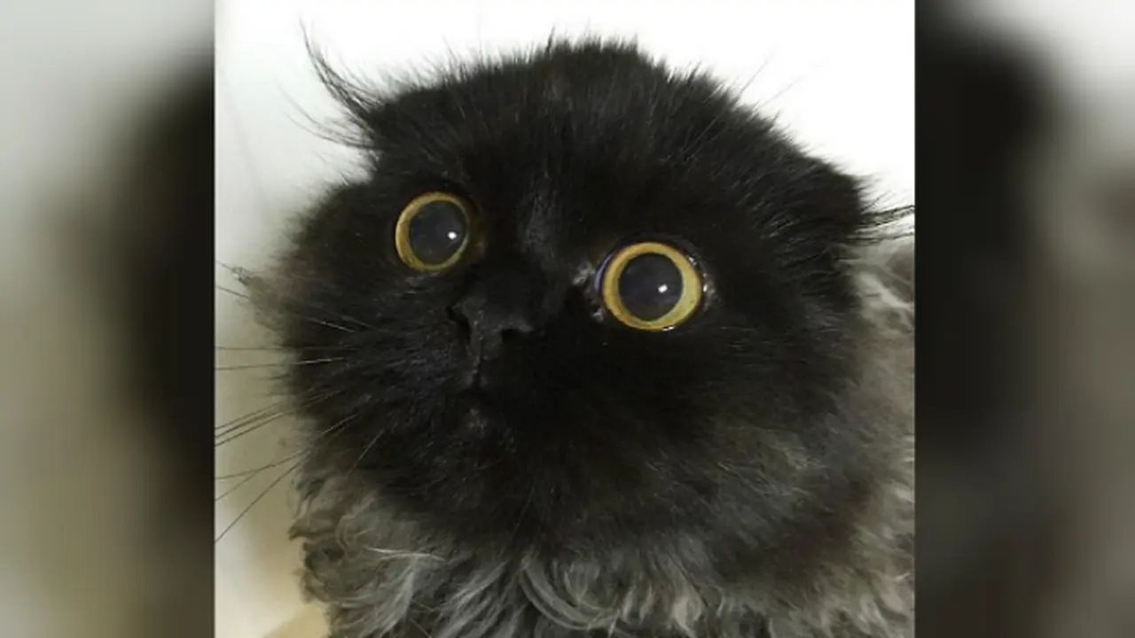 Kucing menggemaskan 1
