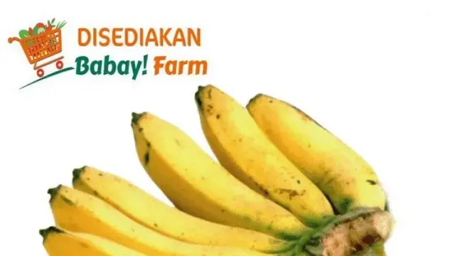 Pisang Nangka (Foto: Blibli/Babay!Farm)