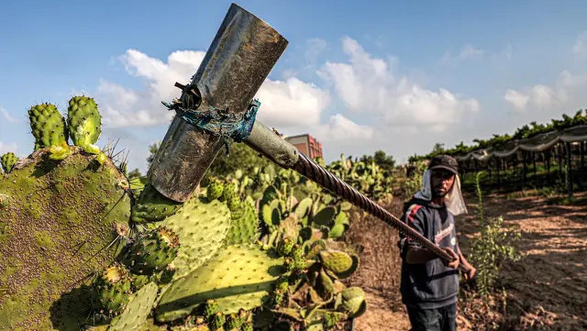7 Khasiat Kaktus untuk Kesehatan yang Jarang Diketahui, Sumber Nutrisi dan Antioksidan Alami
