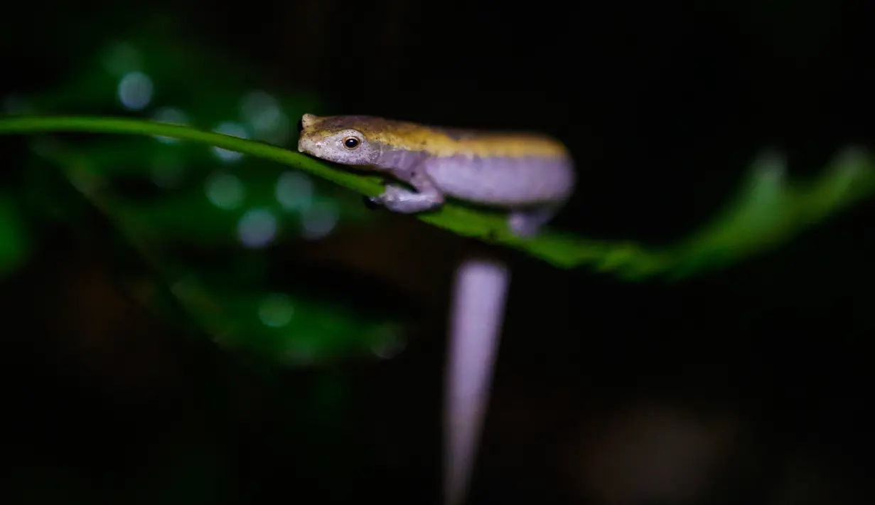 Seekor salamander Mombacho (Bolitoglossa mombachoensis) berada di batang pohon di Mombacho Volcano Natural Reserve di Granada, Nikaragua (18/3). Hewan ini hanya bisa ditemukan di kawasan gunung berapi Mombacho. (AFP/Inti Ocon)
