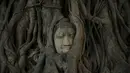 Wajah patung Buddha terlihat di antara akar pohon di kuil Wat Mahathat, Ayutthaya, Thailand (25/12/2015). Patung kepala Buddha ini telah ada sejak Kerajaan Ayutthaya runtuh akhir abad ke-18. (REUTERS/Jorge Silva)