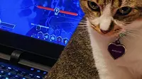 6 Potret Kucing Ganggu Majikan Main Game Ini Bikin Senyum Tipis (Twitter/yennsgoons)