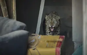 Video Macan Terkam Orang di Papandayan Ternyata Hoaks, Simak Faktanya