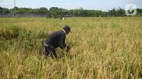 Petani memanen padi dari Sawah Abadi di kawasan Ujung Menteng, Jakarta, Rabu (23/2/2022). Panen padi dilakukan rutin setiap tiga hingga empat bulan. (merdeka.com/Imam Buhori)