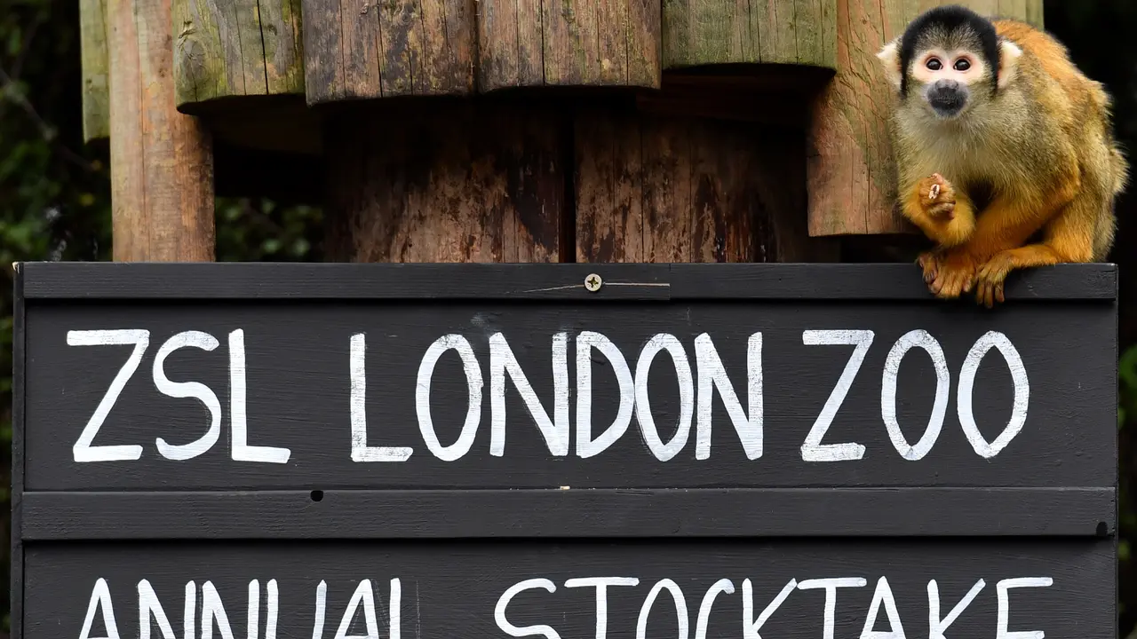 Kebun Binatang London Lakukan Sensus Hewan Tahunan