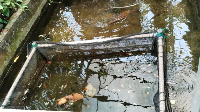 Budidaya ikan molly di kolam bak milik Hastoro