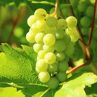 Ilustrasi Anggur Hijau Credit: pexels.com/Vera