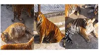 Harimau obesitas di Siberian Tiger Park, Tiongkok