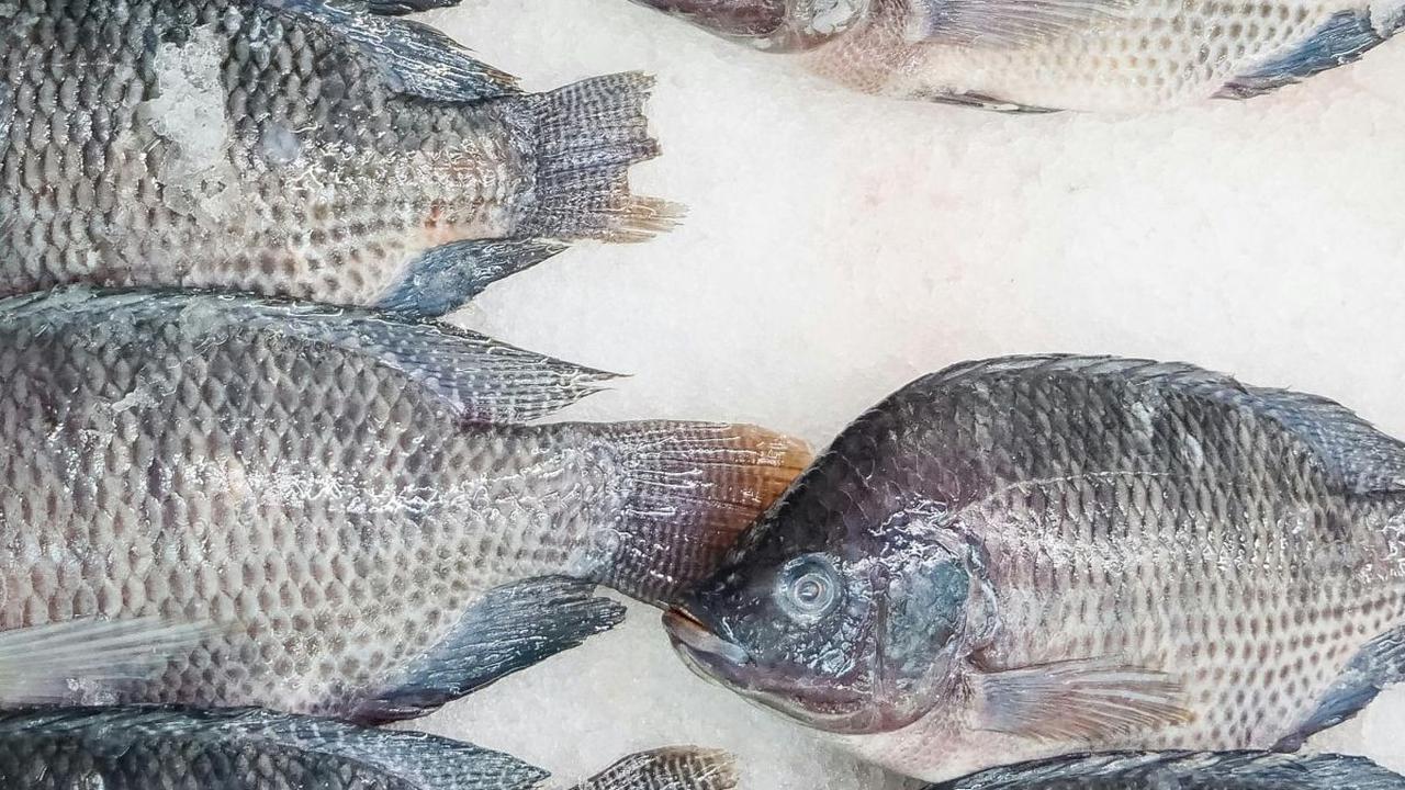 <b>5. Ikan Mujair</b>