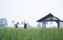 Pemda dan Petani Aceh Sambut Gembira serta Terima Kasih Atas Tambahan Alokasi Pupuk Subsidi