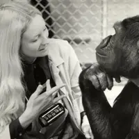 Koko, gorila terpintar di dunia dan sayang kucing