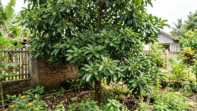Alpukat Subur Daun tapi Tidak Berbuah (Foto: Gemini AI)