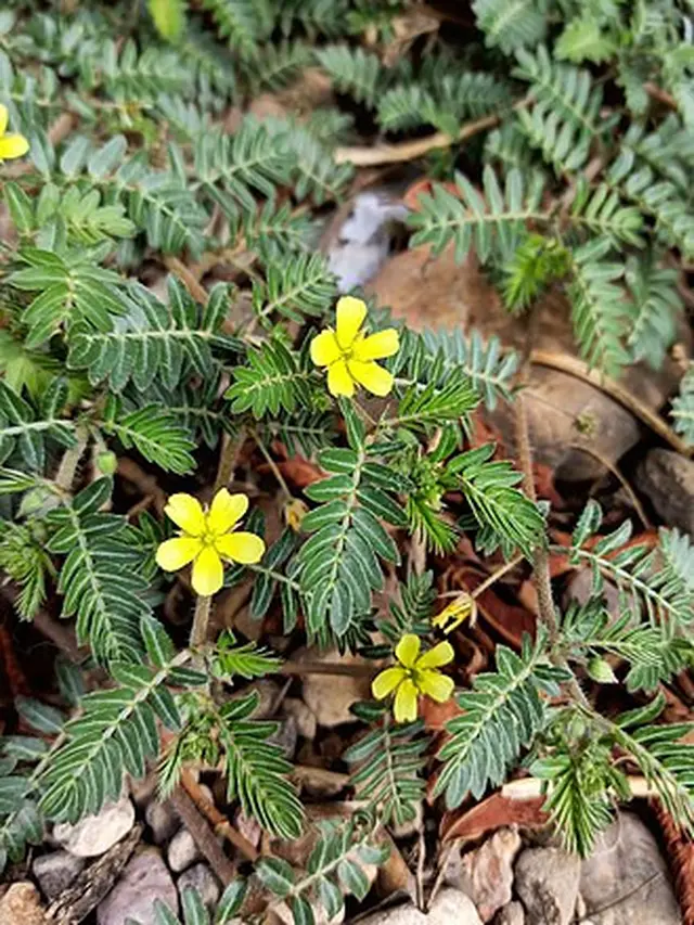 Tribulus