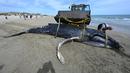Seekor paus bungkuk dievakuasi dengan alat berat setelah terdampar di pantai Carnon dekat La Grande-Motte, Prancis , Rabu (27/5/2021). Paus sepanjang tujuh meter itu ditemukan mati di pantai sepanjang Mediterania di Prancis selatan, yang menurut para ahli merupakan insiden langka. (Pascal GUYOT/AFP)