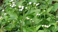 Tumbuhan Bandotan yang dianggap sebagai gulma ternyata mengandung senyawa yang bisa digunakan sebagai obat herbal dan pestisida nabati. (Foto: Liputan6.com/Unsoed/Muhamad Ridlo).