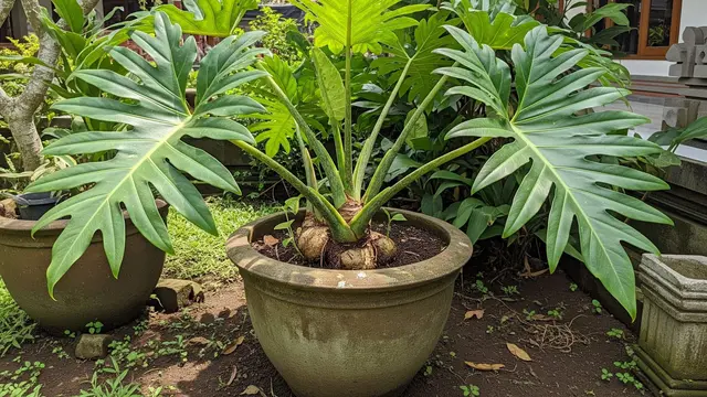 Tanaman Sumber Karbohidrat yang Bisa Tumbuh di Pot