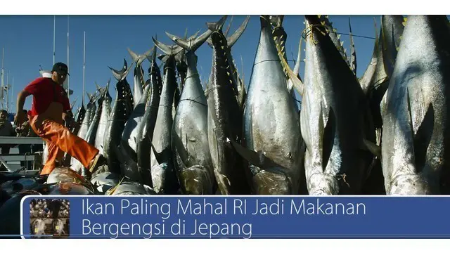 Waah ikan asal Indonesia ini menjadi makanan bergengsi di Jepang loh dan ini dia kritikan dari berbagai pihak tentang gembok cinta di Malang. Saksikan di video ini
