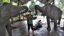 Penjaga kandang memberi makan Gajah Sumatera (Elephas Maximus Sumatranus) di Taman Margasatwa Ragunan (TMR), Jakarta, Selasa (23/2/2021). Walau masih tutup akibat pendemi COVID-19, pelayanan terhadap satwa di TMR tetap berjalan setiap hari dan sesuai protokol kesehatan. (merdeka.com/Arie Basuki)