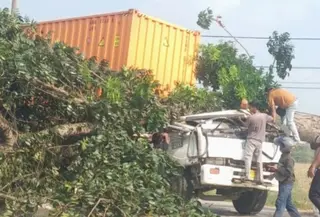 Pohon Tumbang Timpa Truk Kontainer Tewaskan 2 Orang di Karawang (Antara)