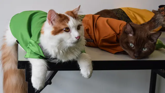 Lucunya Pakaian Lebaran untuk Kucing