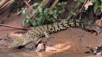Buaya Penghuni Sungai di Kota Depok Muncul ke Darat, Suka Berjemur Dekat SMA