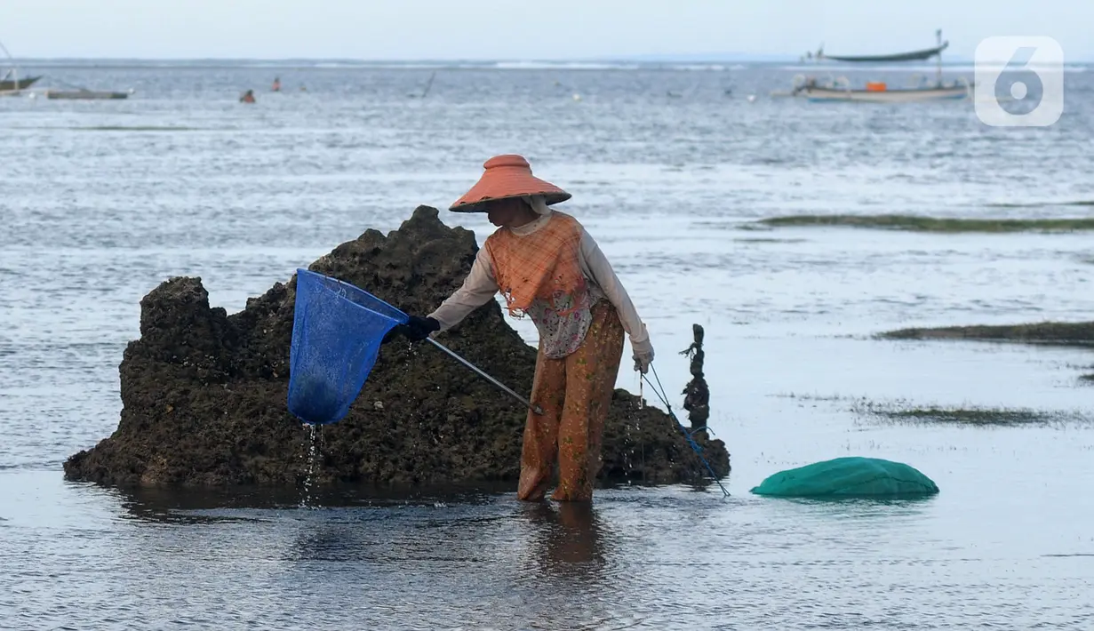 <p>Warga Desa Adat Peminge mengumpulkan lepasan rumput laut di kawasan Pantai Geger Mulya, Nusa Dua, Bali, Selasa (3/5/2022). Rumput laut kering dijual dengan harga Rp 5.000/kg atau pendapatan rata-rata sehari mereka hanya Rp 20 ribu. (merdeka.com/Arie Basuki)</p>