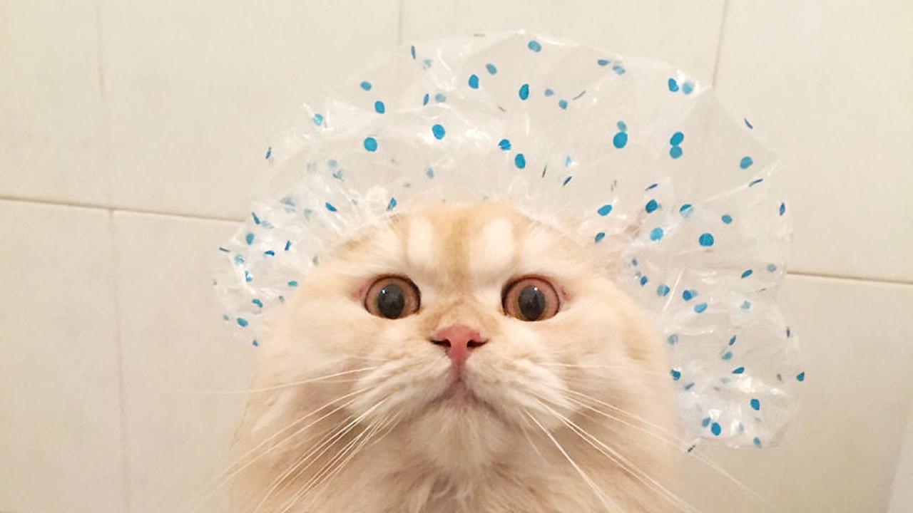 Kucing Yang Senang Dengan Air