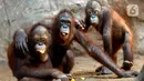 Orangutan Sumatra (Pongo Abelii) makan buah-buahan di Taman Margasatwa Ragunan (TMR), Jakarta, Selasa (23/2/2021). Walau masih tutup akibat pendemi COVID-19, pelayanan terhadap satwa di TMR tetap berjalan setiap hari dan sesuai protokol kesehatan. (merdeka.com/Arie Basuki)