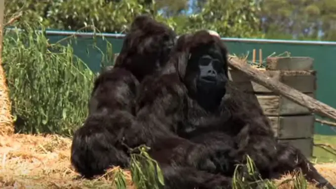 Video 2 Gorila Palsu Ini Bakal Bikin Kamu Ngakak Berjamaah