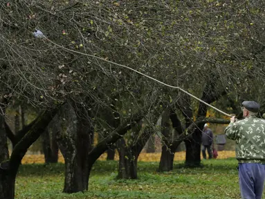Seorang pria memetik buah apel dengan menggunakan alat seadanya di kebun apel di taman kota di Minsk, Belarusia (11/10/2019). Beberapa orang datang ke taman setiap hari untuk mengumpulkan apel secara gratis, dan ini sangat populer dengan orang-orang pensiunan. (AP Photo/Grits Sergei)