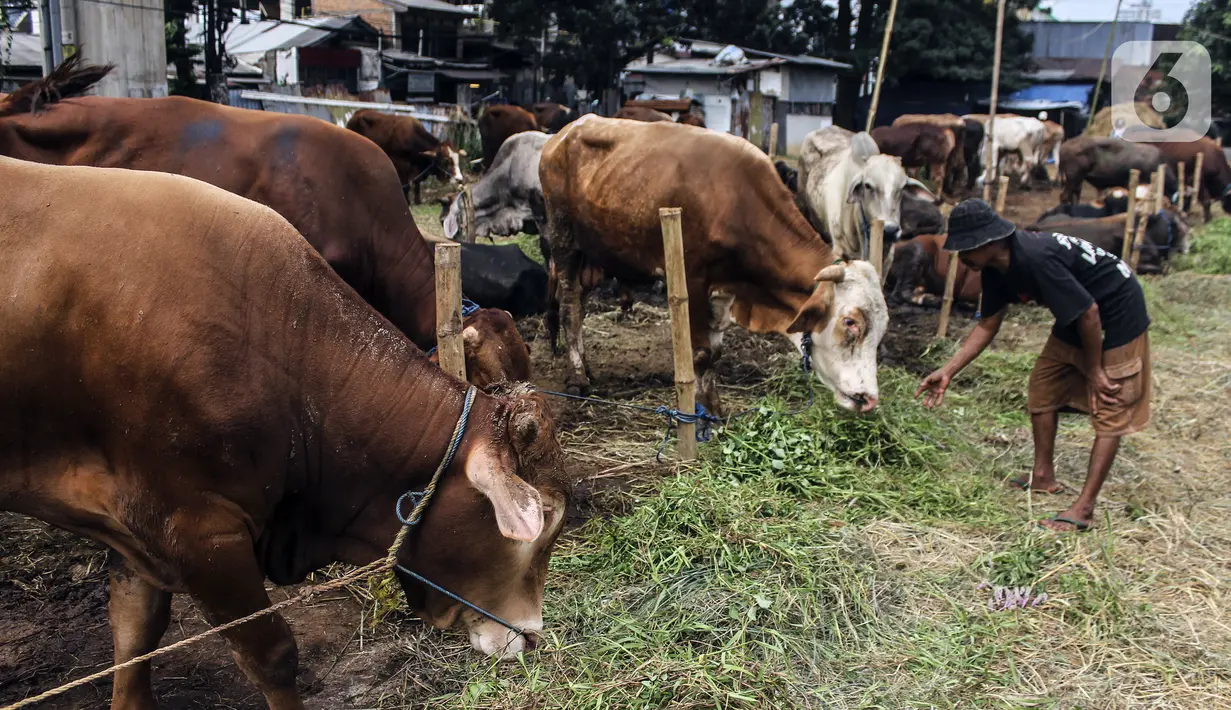 Pedagang memberi makan hewan kurban yang dijual di Cipulir, Jakarta, Selasa (28/6/2022). Menjelang Hari Raya Idul Adha, penjualan hewan kurban seperti sapi, kerbau, dan kambing kembali bergeliat meski sedang mewabah virus penyakit mulut dan kuku (PMK). (Liputan6.com/Johan Tallo)