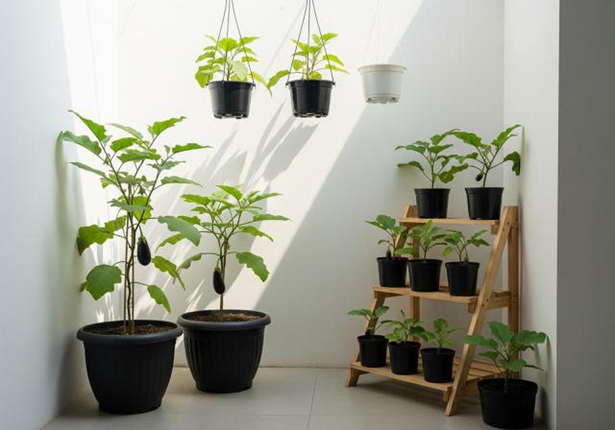 Cara Tanam Terong di Pot yang Bisa Dipanen Berkali-kali, Solusi Lahan Sempit di Pekarangan