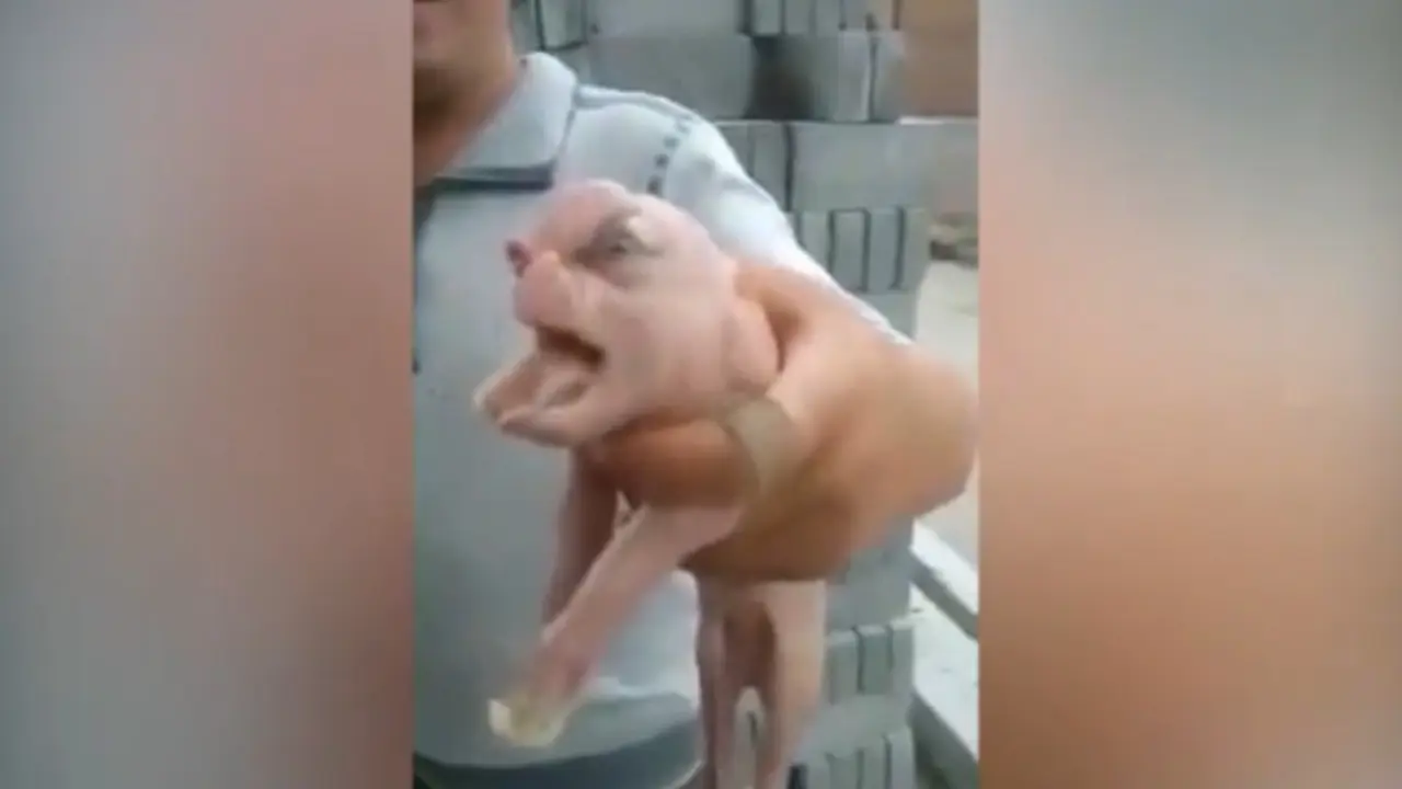 Heboh Babi Mutan, Punya Penis di Kepalanya